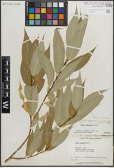Foto von Salix lasiandra Benth.
